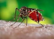 MALARIA