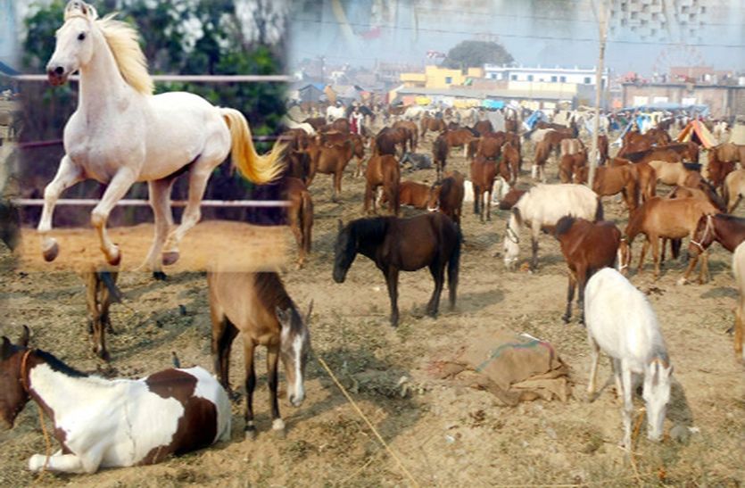 अश्व पालकों के घर घर जाकर घोड़ों के रक्त नमूने लिए जा रहे है