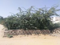 खाली भूखण्ड में कंटीली झाडि़यां, बीमारी को न्योता,  लोग परेशान