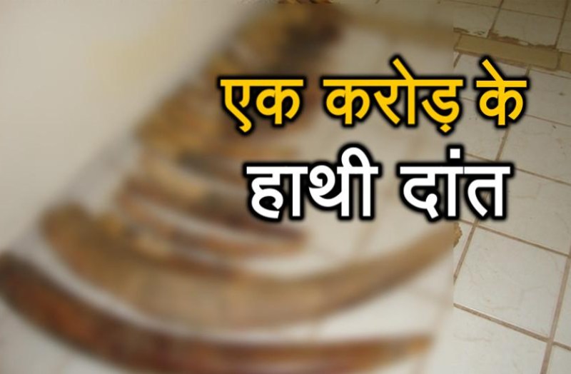 elephant tooth network busted