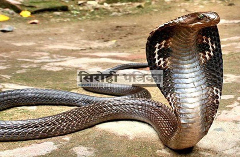sirohi