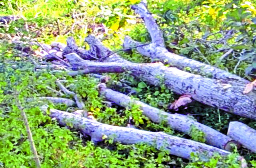 200 trees cut by villagers