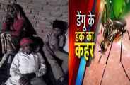 dengue in rajasthan