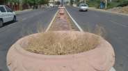 Instead of flowering plants only dry grass in flower pot