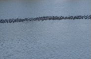 migratory birds