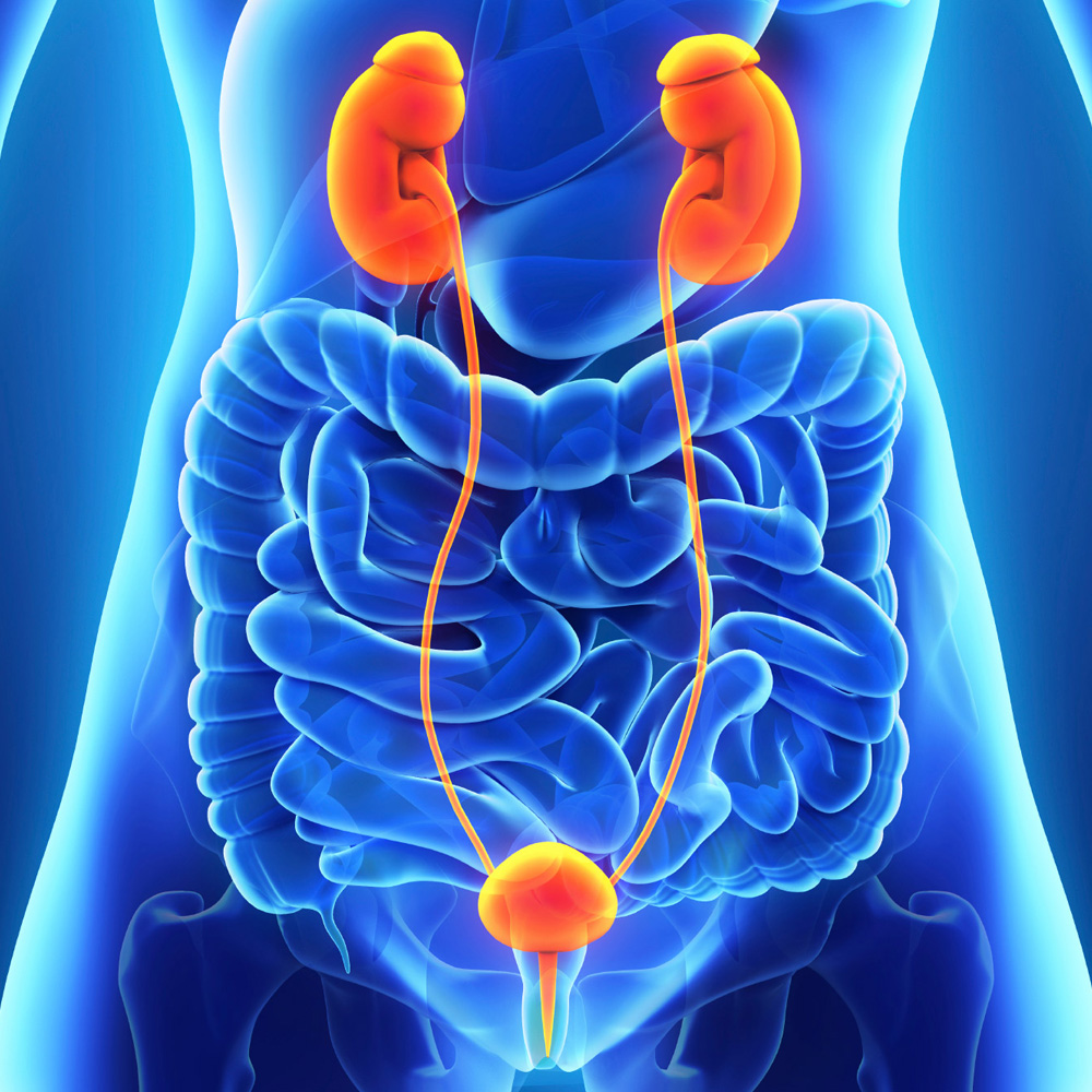 urology, urine, infection, surgery, stricture, disease