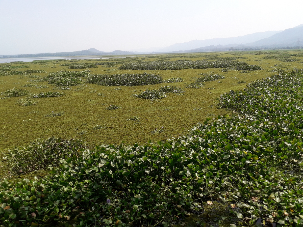 Exotic weeds increase the problems of Satpura reservoir