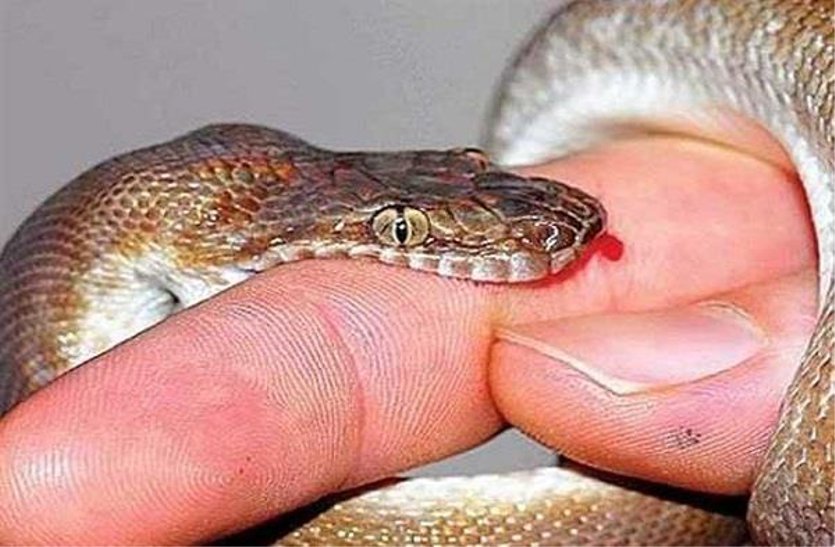 seven-year-old baby snakes die, sleep in the night while sleeping