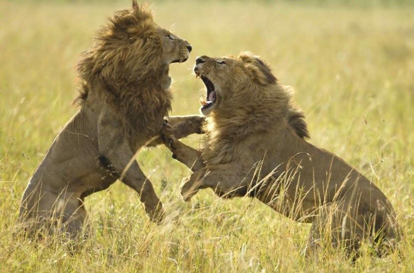 वीडियो: जंगल पर राज करने के लिए दो शेरों के बीच खूनी जंग