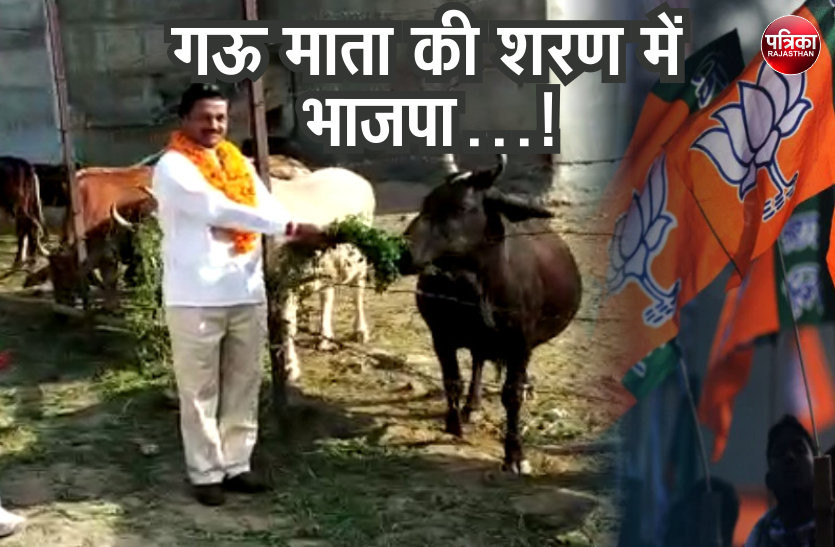 BJP serving cows to increase vote bank in assembly election 2018