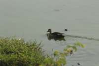 beautiful pics of birds