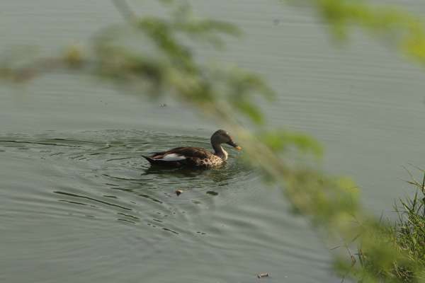 beautiful pics of birds