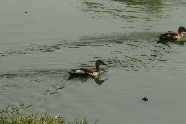beautiful pics of birds