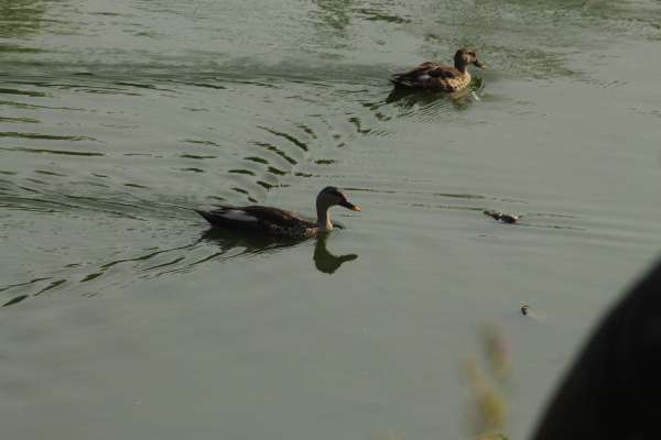 beautiful pics of birds