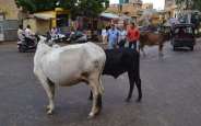 jaisalmer