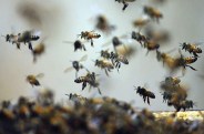 Bees attack
