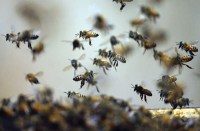 Bees attack