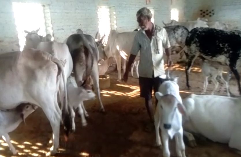 हाकिमों की ढिलाई ने अटकाया गायों का अनुदान, अब आचार संहिता का रोड़ा