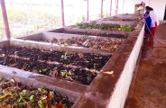 compost
