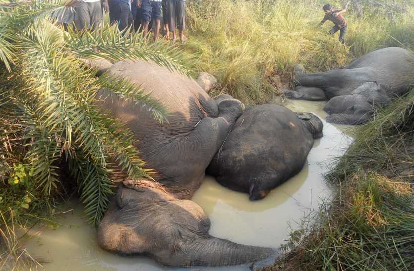 हाई टेंशन लाइन की चपेट में आकर 7 हाथियों की मौत, सामने आई तस्वीरें