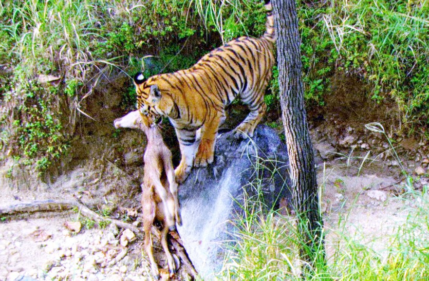 tiger hunting 