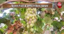 grapes grow