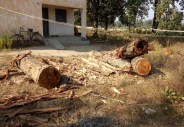 Tree cutting
