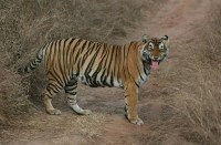 बाघ के अंगों की तस्करी का अंतरराष्ट्रीय जाल