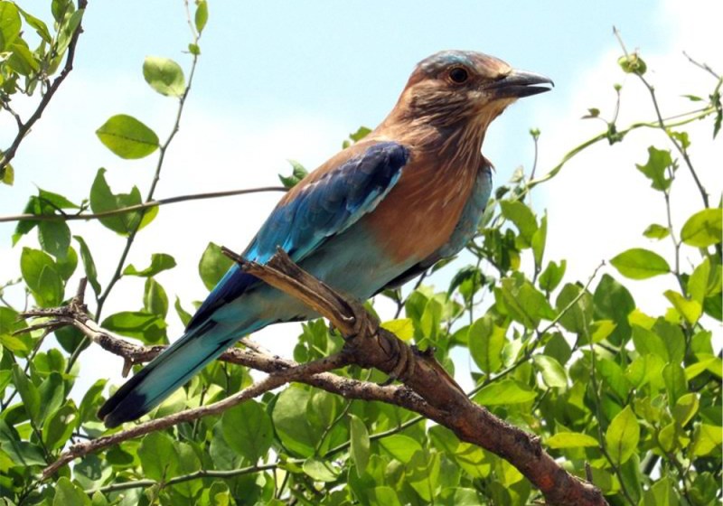 etawah lion safari park