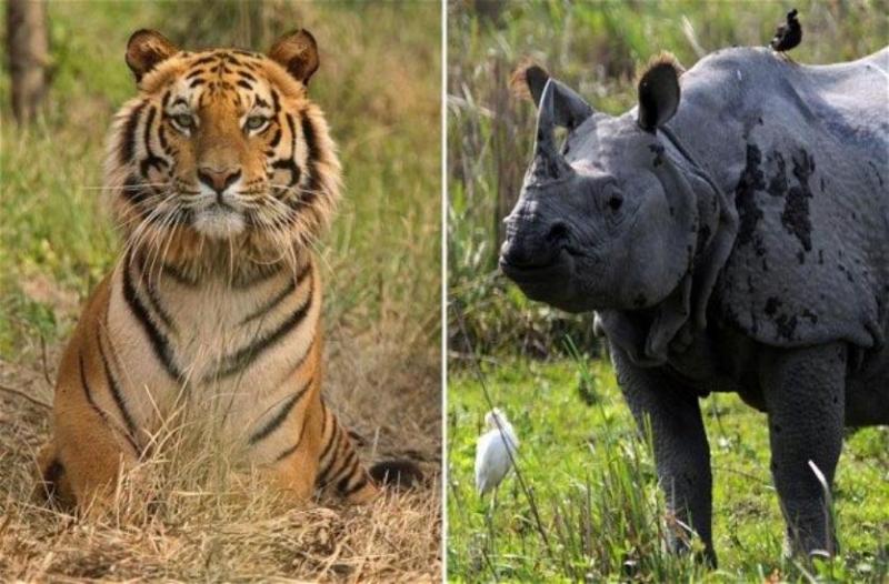 tiger and rhino 
