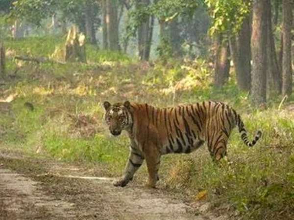 पीलीभीत के बाघ 2