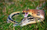 unique snake of India that changes colour
