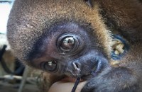 death of a curious monkey