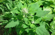 pigweed
