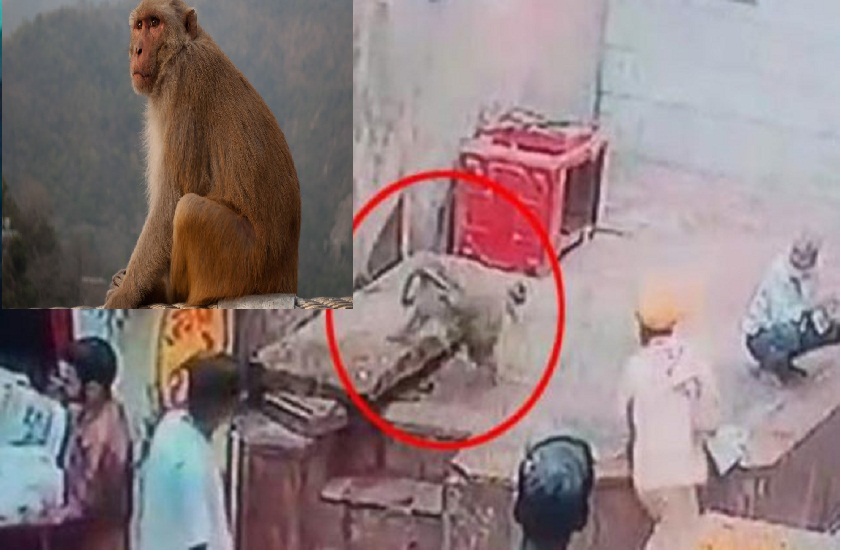 monkey snatches snake from snake charmers hand