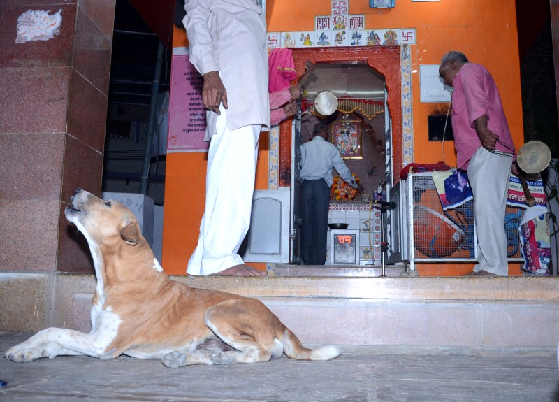 This Dog is Unique Devotee of God in Sikar Rajasthan