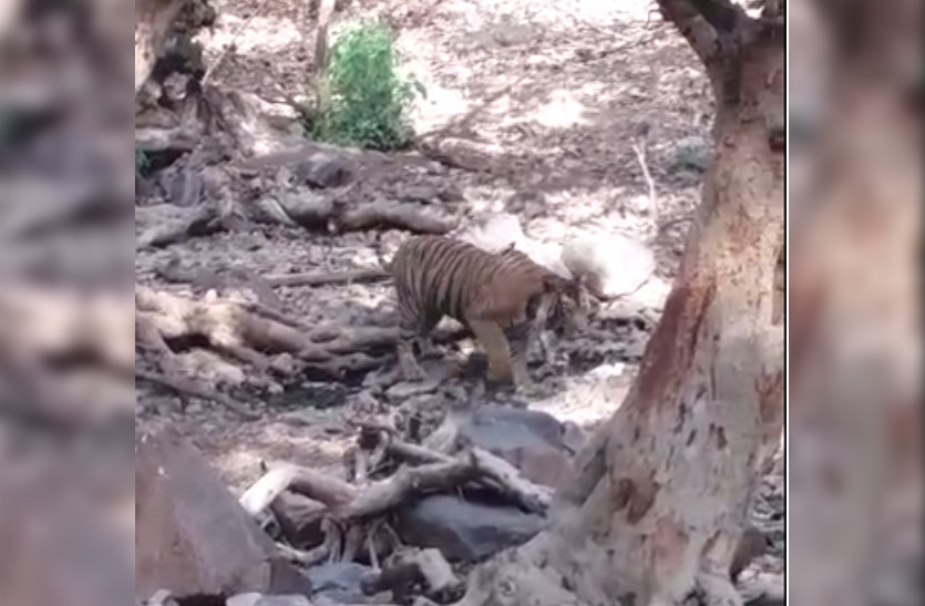 tiger T-62 returned to Ranthambore