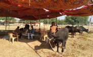 cattle fair