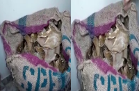 तेजी से विलुप्त हो रहे जीव की 36 किलो खाल बरामद, विदेशों में सेक्स पावर बढ़ाने वाली दवाओं में किया जाता है प्रयोग