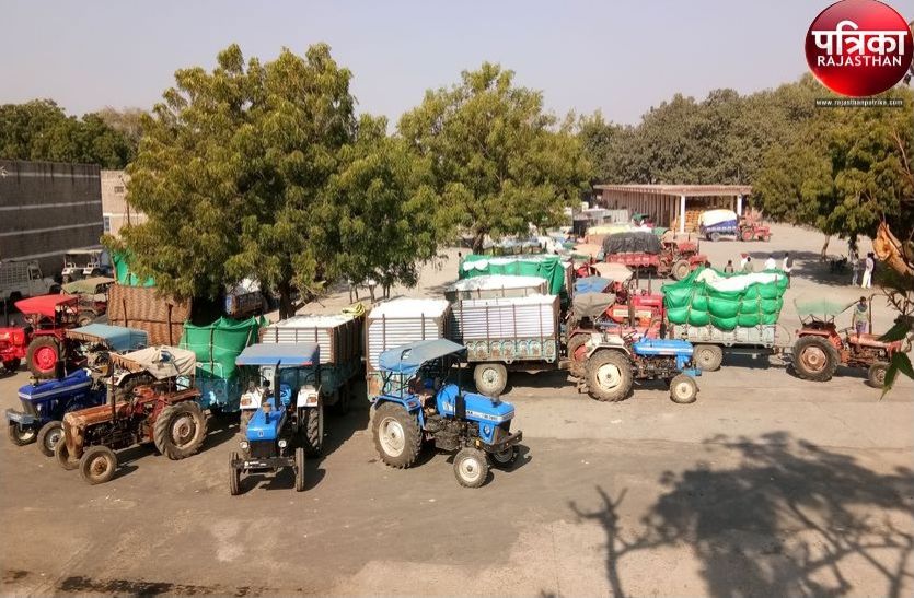 Purchase of cotton in Sumerpur Mandi