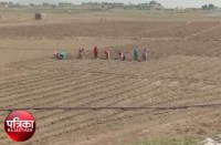 illegal-cultivation-in-bisalpur-dam