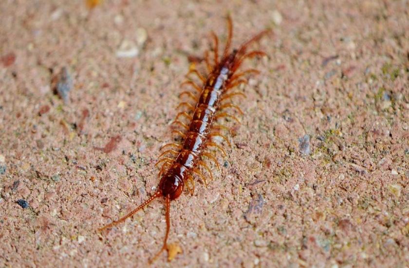 Taiwanese woman has 4-inch alive centipede in her ear