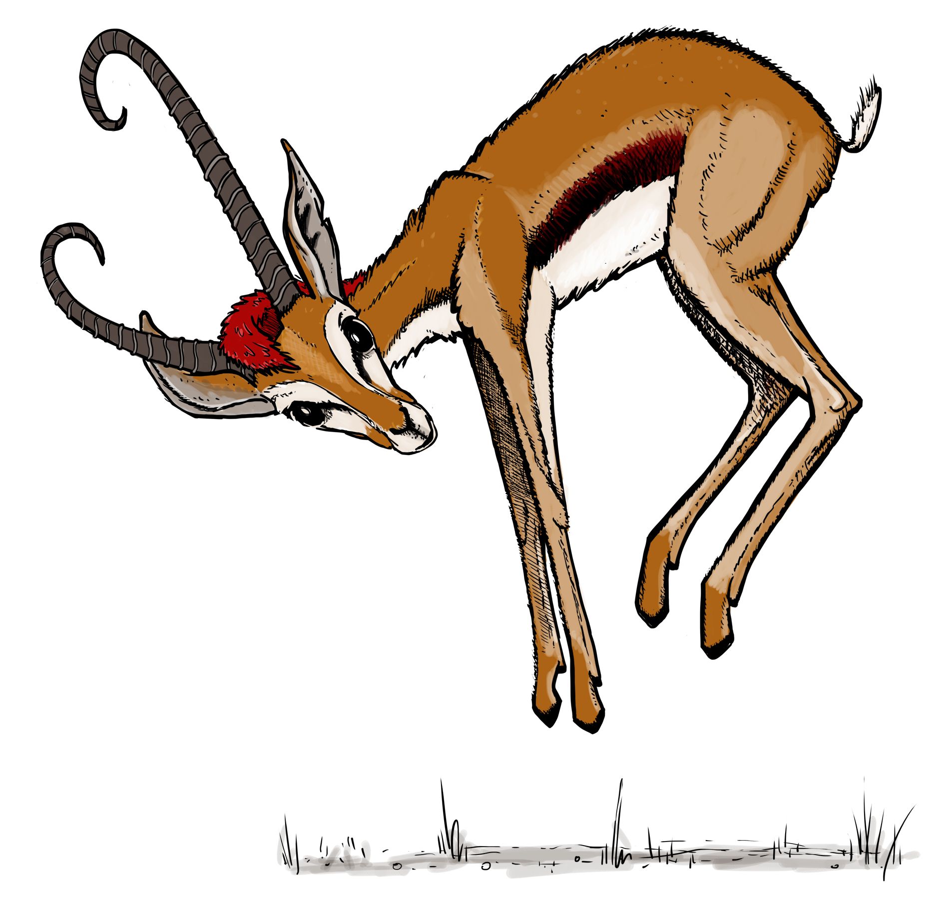 Chinkara hunting: Police and forest department team reached spot