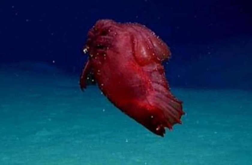 weird creature seen swimming in antarctica sea