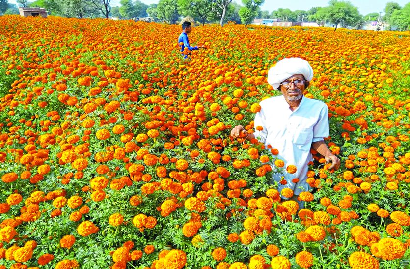 Flower farming in many villages of sikar rajasthan