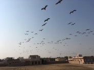 kurjan in khichan