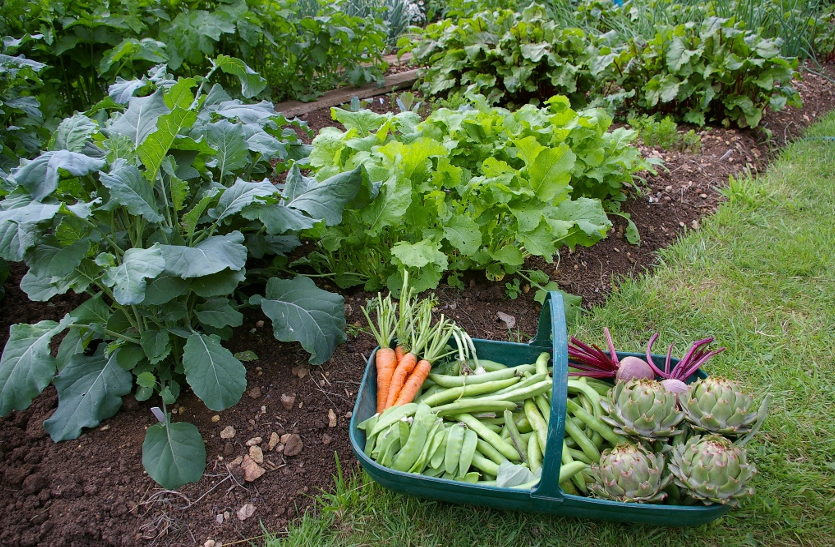 grow-winter-vegetables-home-garden