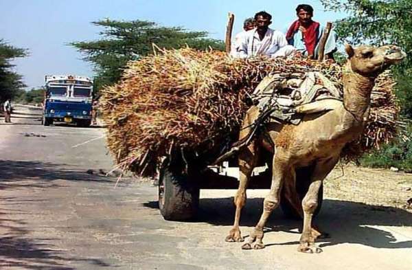Festive thrillers and electoral noise dumbd the farmers pain