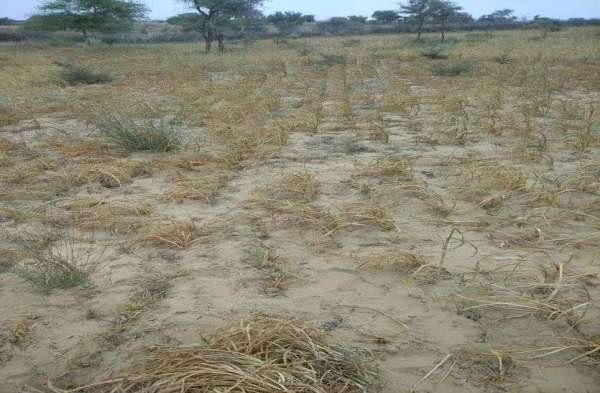 Festive thrillers and electoral noise dumbd the farmers pain