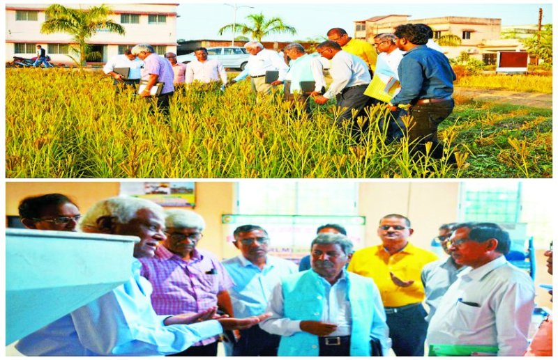 बस्तरिया कोदो- कुटकी व रागी